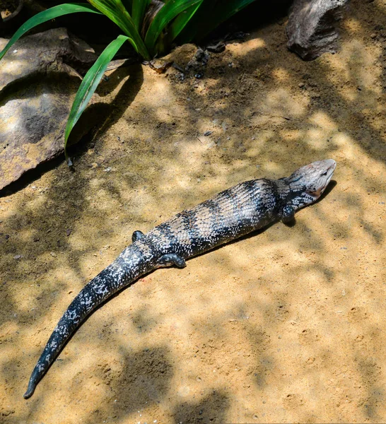 Blue tongued skink lying on the ground / Tiliqua scincoides — Stock Photo, Image