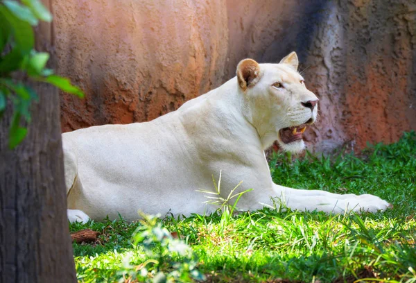 Hembra león blanco tumbado relajante en campo de hierba safari / rey de — Foto de Stock