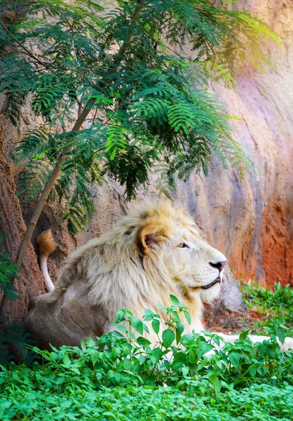 草フィールド サファリにリラックスした横になっている男性の白いライオン/t の王 — ストック写真