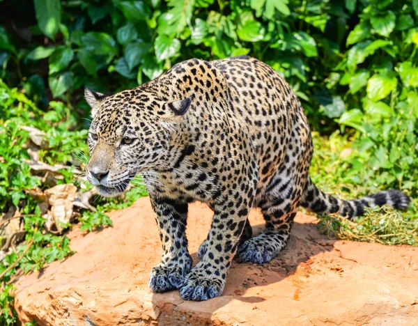Tijger Luipaard jaguar dier wildlife jacht — Stockfoto