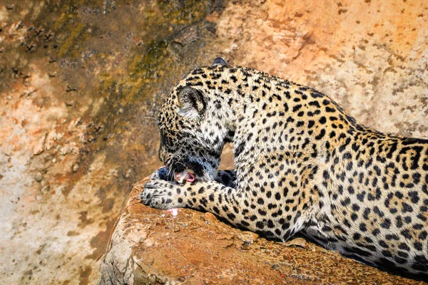 Jaguar caça animal comer sua presa / tigre come carne crua em n — Fotografia de Stock