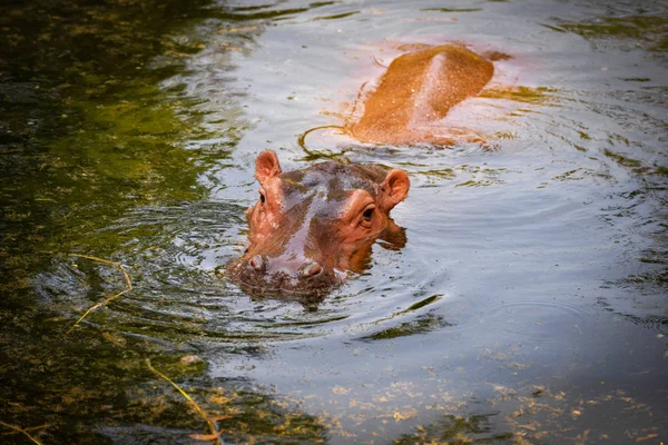 Flodhäst som flyter på vattnet i hippo gård i vilda djur — Stockfoto