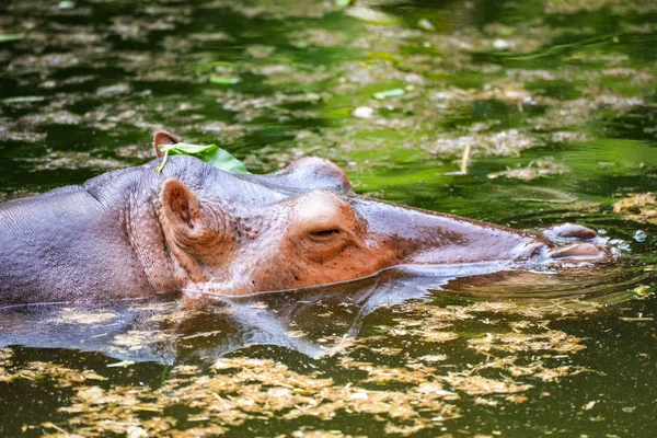 野生動物にカバ ファームで水に浮かぶカバ — ストック写真