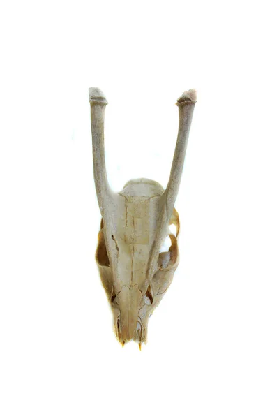 Bone goat animal skull isolated on white background — Stock Photo, Image