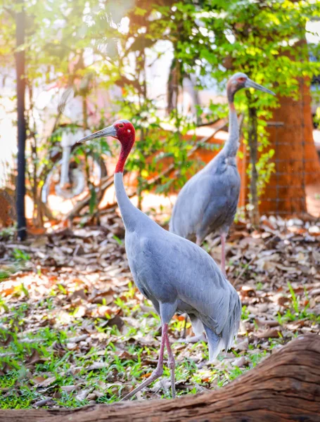 Ptačí jeřáb Antigonin jeřábovitých v wildlife sanctuary / Grus mravenec — Stock fotografie