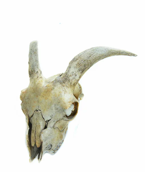 Bone horn goat animal skull isolated on white background — Stock Photo, Image