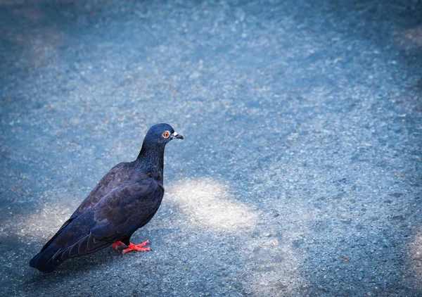 Pombo preto caminhando no chão no parque — Fotografia de Stock