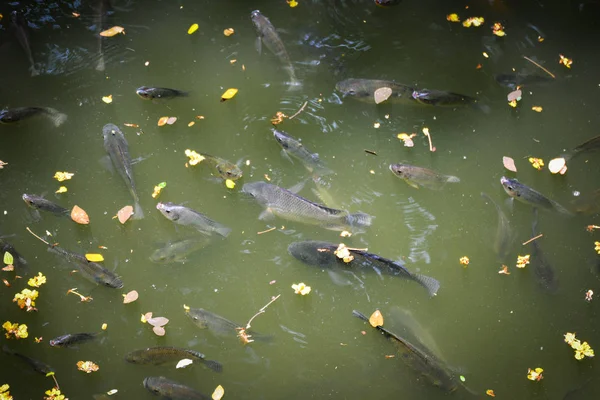 Tilapia peces nadando en la superficie en el río de agua viven en natu —  Fotos de Stock