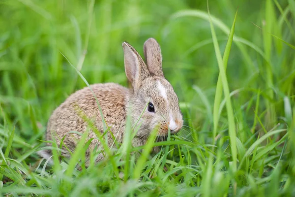 Cute rabbit on nature green field meadow — Stock Photo, Image