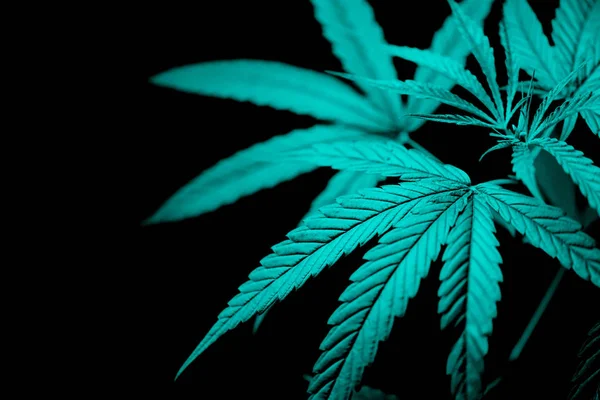 Marijuana foglie pianta di cannabis albero su sfondo scuro — Foto Stock