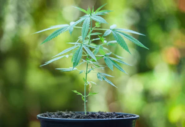 Marijuana bladen cannabis plantera träd växer i kruka på naturen gr — Stockfoto