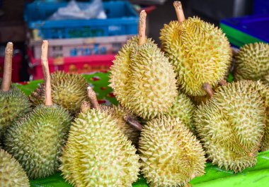 Taze durian durian bahçe satışında yerel meyve 