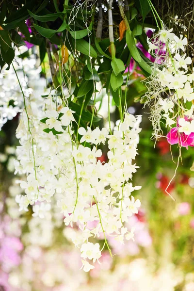 Hermosa orquídea rosa y colorida flor en la primavera verano g — Foto de Stock