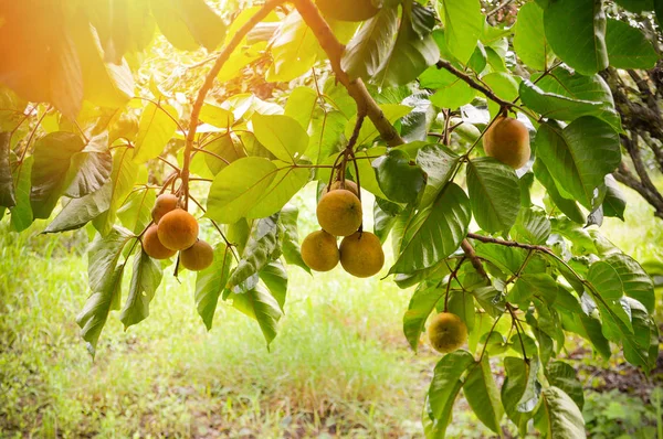 Fruta Santol en el árbol en el jardín fruta tropical — Foto de Stock