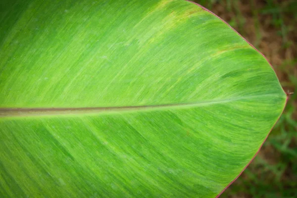 Stäng upp banana leaf mönster grön textur bakgrund — Stockfoto