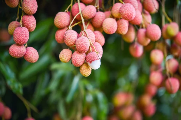 Fruto fresco de lichi maduro cuelga del árbol de lichi en el jardín — Foto de Stock