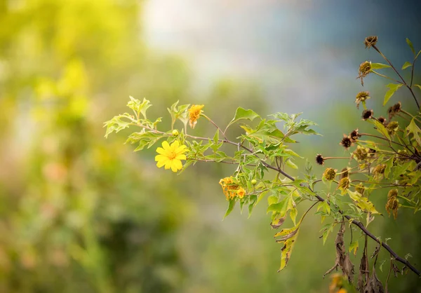 Arbre souci fleur jaune champ / mexicain tournesol japonais — Photo