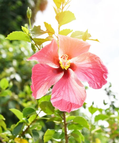 Roze hibiscus in bloei in de tuin op natuur groene achtergrond — Stockfoto