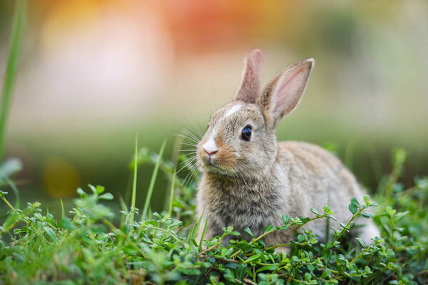 Cute rabbit sitting on green field spring meadow / Easter bunny 