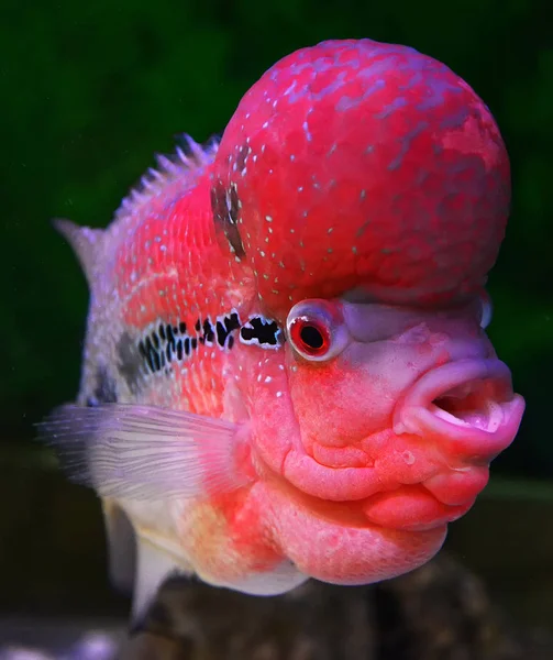 Colorido vermelho mestiço cichlid peixe animal de estimação macho bonito flowerho — Fotografia de Stock