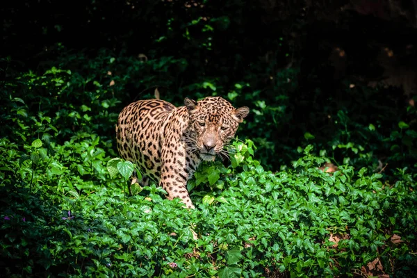 Tygrys jaguar leopard dzikość polowania — Zdjęcie stockowe