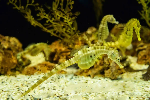 Yellow big belly Seahorse swimming underwater ocean — Stock Photo, Image