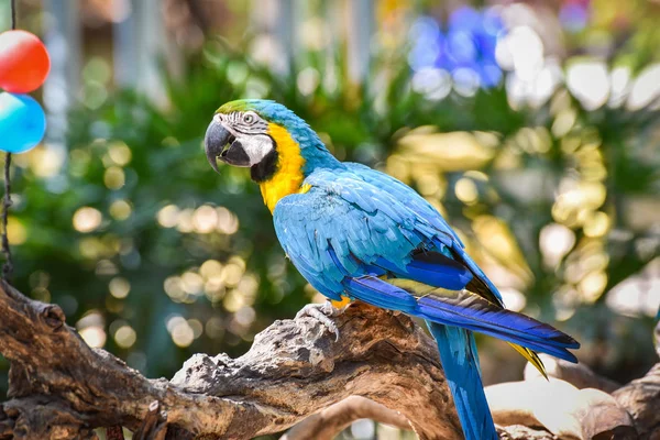 Papagaio de pássaro de arara em árvore de ramo na natureza fundo verde / ye — Fotografia de Stock