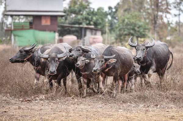 Ásia búfalo tailandês no campo — Fotografia de Stock