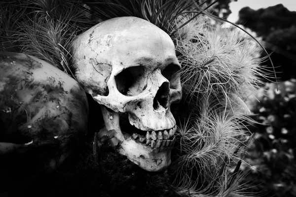 Human skull on nature outdoors - Monochrome — Stock Photo, Image