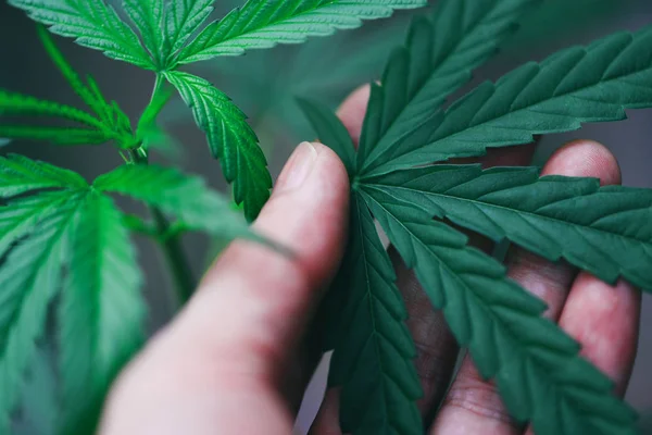 Cannabis lässt Marihuanapflanze in der Hand / Hanfblatt für Extrakt — Stockfoto