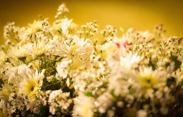 Белый цветок хризантемы на винтажном фоне желтого тона — стоковое фото