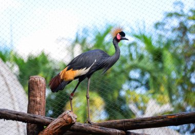 Grey crowned crane Gruiformes in cage zoo in the national park /