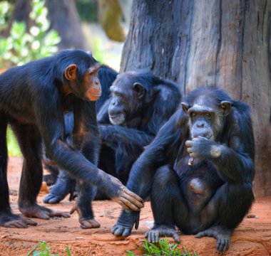 Chimpanzee Milli parkta canlı/Pan troglodytes