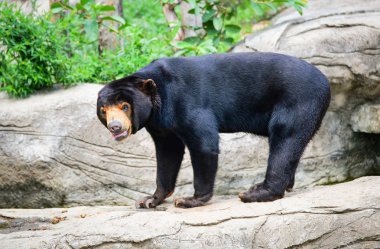 Milli parkta su havuzunun yakınında Malayan Güneş ayı hayatı