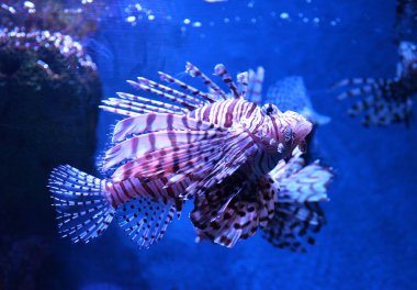 Lion fish swimming underwater aquarium / Pterois volitans clipart