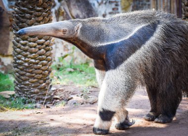 Giant anteater walking in the farm Wildlife Sanctuary / Myrmecop clipart