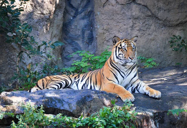 Tigre de bengala acostado en la roca relajarse en el día de verano en la nación — Foto de Stock