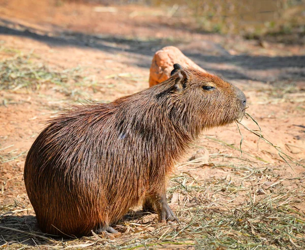Capybara in het nationale park/Capibara's capibara's — Stockfoto