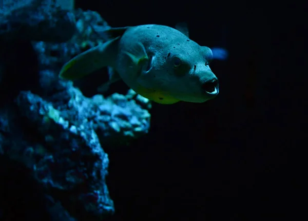 Blackspotted Puffer vis zwemmen mariene leven in de oceaan/hond — Stockfoto