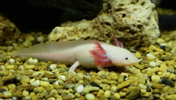 Axolotl nadando subaquático aquário aquário aquário vida marinha / whi — Fotografia de Stock