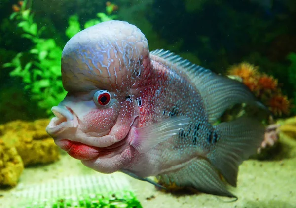Crossbreed cichlid pescado mascota macho hermosa flowerhorn natación f — Foto de Stock