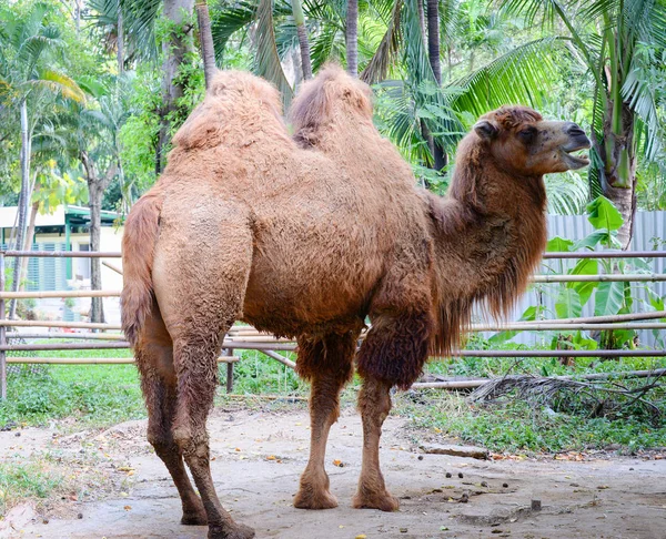 Divoký baktrijské na farmě v národním parku/CAMELUS bactr — Stock fotografie