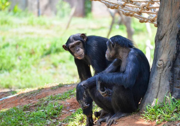 Chimpancé vive en el parque nacional / Pan trogloditas — Foto de Stock