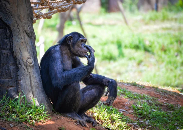 Chimpancé vive en el parque nacional / Pan trogloditas — Foto de Stock