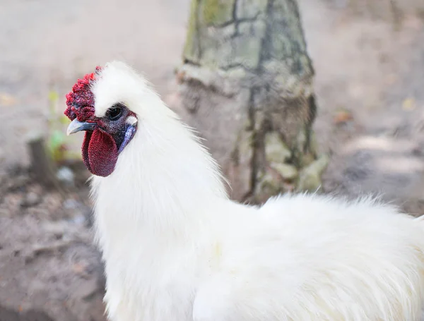 White silkie chicken in the farm / Fancy chinese silky — Stock Photo, Image