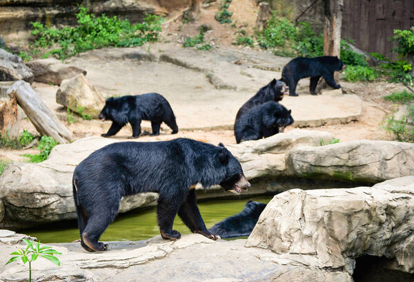 Asiatic black bear life near the water pool in the national park
