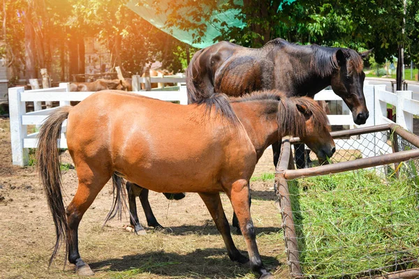 Сільськогосподарські коні пасуть траву в стайні — стокове фото
