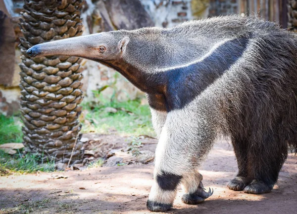 Raksasa anteater berjalan di peternakan Suaka Margasatwa / Myrmecop — Stok Foto