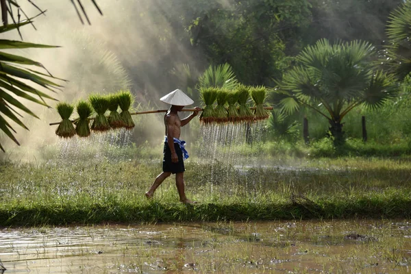 アジア農民が肩に米工場を保有して水田を歩いている — ストック写真