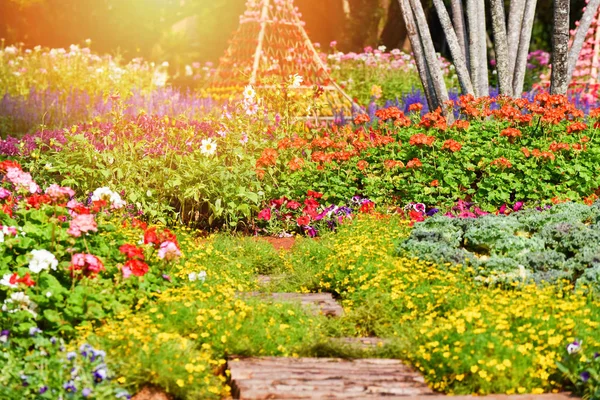 Kesäpuutarha värikäs kasvi ja kukka kukkivat koristella puisto f — kuvapankkivalokuva